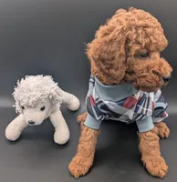 Buzz 🤍, a male Poodle - Miniature  for sale in Meta, MO – 6 of 10