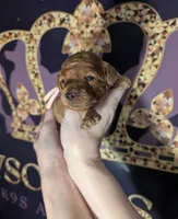 Pixie 🩷, a female Poodle - Miniature  for sale in Meta, MO – 9 of 10