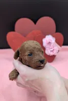 Sophia 🩷, a female Poodle - Miniature  for sale in Meta, MO – 5 of 10
