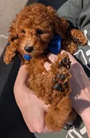 Blueberry 🫐, a male Poodle - Toy  for sale in Meta, MO – 2 of 10