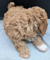 Nathan 🩶, a male Cavapoo for sale in Meta, MO – 8 of 10