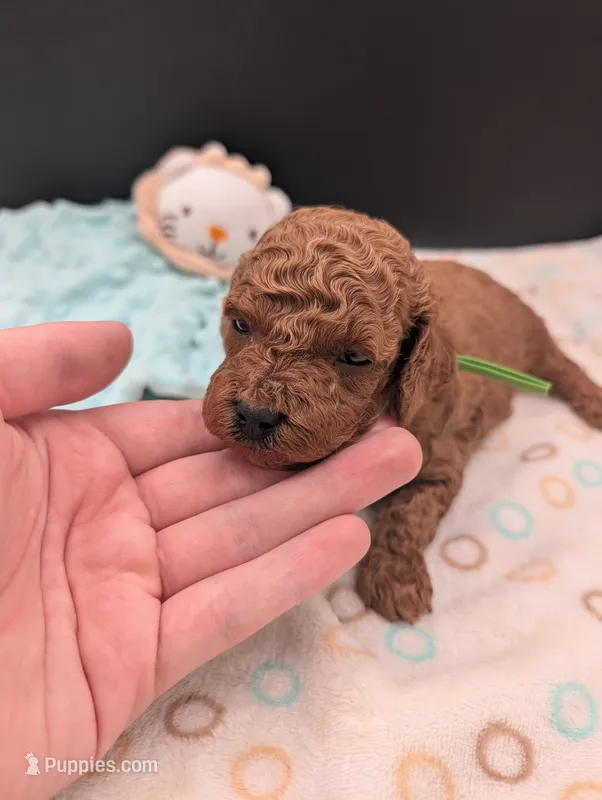 Rex 🦖 – Poodle - Miniature  puppy for sale in Meta, MO