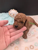Rex 🦖, a male Poodle - Miniature  for sale in Meta, MO – 1 of 10