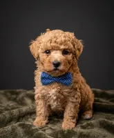 Fred 🩵, a male Poodle - Toy  for sale in Meta, MO – 5 of 10