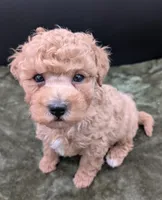 Fred 🩵, a male Poodle - Toy  for sale in Meta, MO – 10 of 10