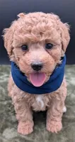 Fred 🩵, a male Poodle - Toy  for sale in Meta, MO – 2 of 10