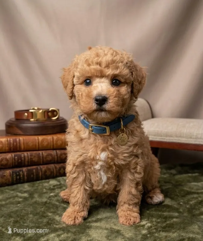 Fred 🩵, a male Poodle - Toy  for sale in Meta, MO – 1 of 10