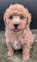 Fred 🩵, a male Poodle - Toy  for sale in Meta, MO – 9 of 10