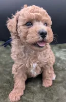 Fred 🩵, a male Poodle - Toy  for sale in Meta, MO – 8 of 10