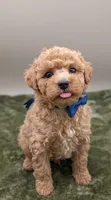 Fred 🩵, a male Poodle - Toy  for sale in Meta, MO – 7 of 10