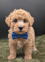 Fred 🩵, a male Poodle - Toy  for sale in Meta, MO – 3 of 10