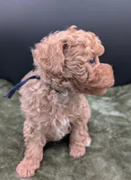 Fred 🩵, a male Poodle - Toy  for sale in Meta, MO – 6 of 10