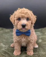 Fred 🩵, a male Poodle - Toy  for sale in Meta, MO – 4 of 10
