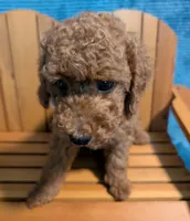 Buzz 🤍, a male Poodle - Miniature  for sale in Meta, MO – 7 of 10