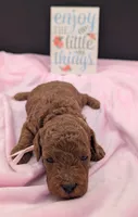 Bo Peep 🩷, a female Poodle - Miniature  for sale in Meta, MO – 9 of 10