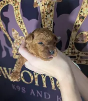 Mohawk 🩶, a male Poodle - Miniature  for sale in Meta, MO – 3 of 10