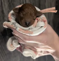 Ginger 🩷, a female Poodle - Toy  for sale in Meta, MO – 3 of 10