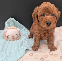 Barney 🤎, a male Poodle - Toy  for sale in Meta, MO – 9 of 10