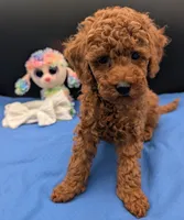 Cal 🤍, a male Poodle - Miniature  for sale in Meta, MO – 5 of 10