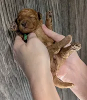 Pebbles 💚, a female Poodle - Toy  for sale in Meta, MO – 8 of 10