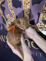 Pumpkin 🧡, a female Poodle - Toy  for sale in Meta, MO – 3 of 10