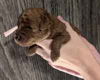 Watermelon 🍉, a female Poodle - Toy  for sale in Meta, MO – 10 of 10