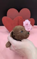 Sophia 🩷, a female Poodle - Miniature  for sale in Meta, MO – 4 of 10