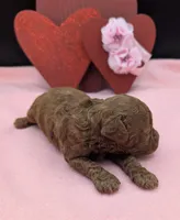 Sophia 🩷, a female Poodle - Miniature  for sale in Meta, MO – 8 of 10