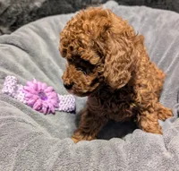 Sophie 💜, a female Poodle - Miniature  for sale in Meta, MO – 3 of 10