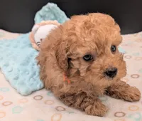 Bamm Bamm 🧡, a male Poodle - Toy  for sale in Meta, MO – 2 of 10