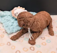 Buzz 🤍, a male Poodle - Miniature  for sale in Meta, MO – 6 of 10