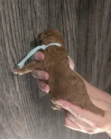 Betty 🩵, a female Poodle - Toy  for sale in Meta, MO – 10 of 10