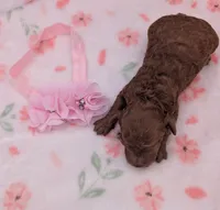 Sophia 🩷, a female Poodle - Miniature  for sale in Meta, MO – 10 of 10