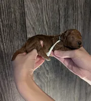 Buzz 🤍, a male Poodle - Miniature  for sale in Meta, MO – 9 of 10