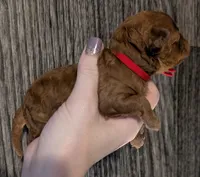 Autumn ♥️, a female Poodle - Toy  for sale in Meta, MO – 10 of 10