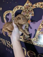 Pumpkin 🧡, a female Poodle - Toy  for sale in Meta, MO – 6 of 10