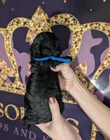 Mufasa 💙, a male Poodle - Miniature  for sale in Meta, MO – 3 of 10