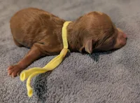Banana 🍌, a male Poodle - Toy  for sale in Meta, MO – 9 of 10