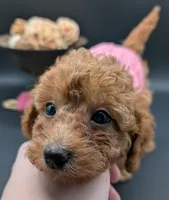Raspberry 🩷, a female Poodle - Toy  for sale in Meta, MO – 4 of 10