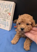 Bamm Bamm 🧡, a male Poodle - Toy  for sale in Meta, MO – 6 of 10