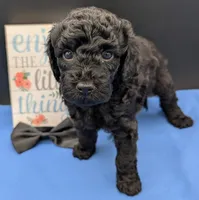 Rafiki 🖤, a male Poodle - Miniature  for sale in Meta, MO – 8 of 10