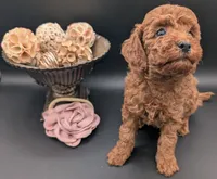 Bo Peep 🩷, a female Poodle - Miniature  for sale in Meta, MO – 8 of 10