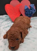Caleb 🩵, a male Poodle - Miniature  for sale in Meta, MO – 5 of 10