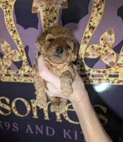 Pebbles 💚, a female Poodle - Toy  for sale in Meta, MO – 7 of 10