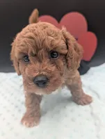 Snoopy 🖤, a male Poodle - Miniature  for sale in Meta, MO – 6 of 10