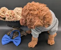 Blueberry 🫐, a male Poodle - Toy  for sale in Meta, MO – 2 of 10
