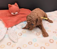 Jessie 💛, a female Poodle - Miniature  for sale in Meta, MO – 4 of 10