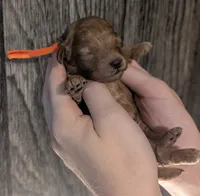 Bamm Bamm 🧡, a male Poodle - Toy  for sale in Meta, MO – 9 of 10