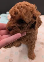Pompadour 🖤, a male Poodle - Toy  for sale in Meta, MO – 3 of 10