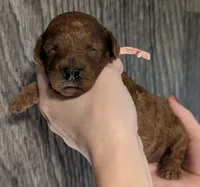 Nala 🩷, a female Poodle - Miniature  for sale in Meta, MO – 4 of 10